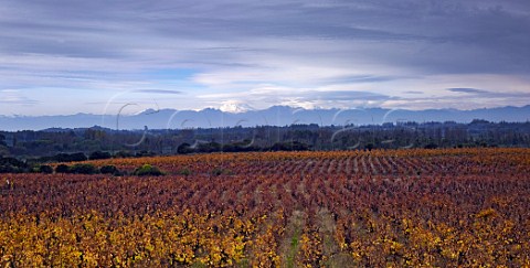 120year old Cabernet Sauvignon vineyard of OFournier with the snowcapped Andes mountains in distance  Maule Valley Chile