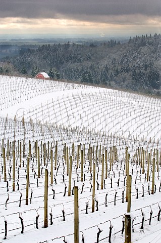 Snow covers Bella Vida vineyard with Maresh vineyard and its red barn beyond in the Dundee Red Hills near Dundee Oregon USA Willamette Valley