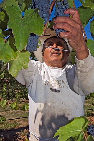 Picking Baco Noir grapes in Bruckmeiers South Fork Vineyard for Melrose Roseburg Oregon USA  Umpqua Valley