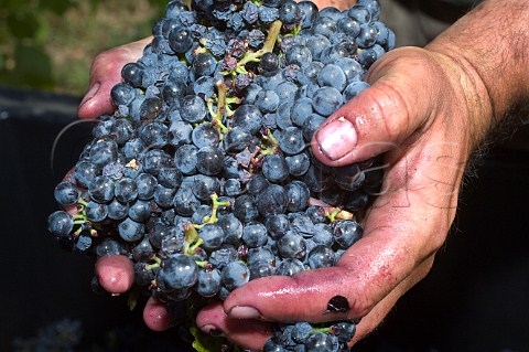 Picker holding bunches of Baco Noir grapes from Bruckmeiers South Fork Vineyard for Melrose Roseburg Oregon USA  Umpqua Valley