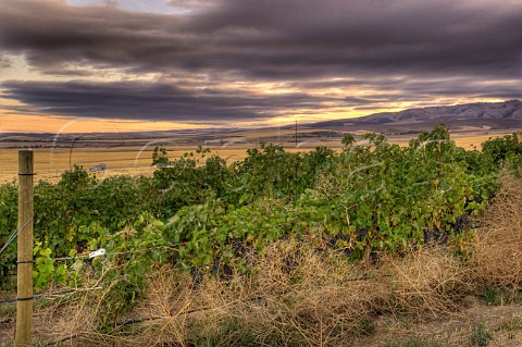 Morning clouds over Cockburn Hills Vineyard of Zerba Cellars  MiltonFreewater Oregon USA  Walla Walla Valley