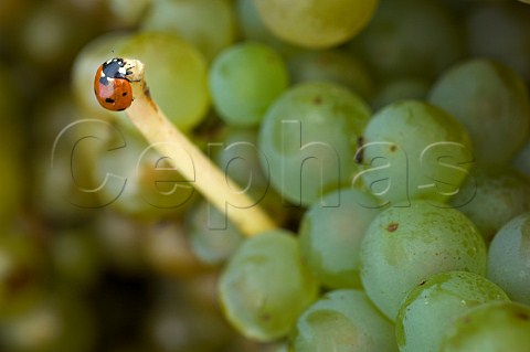 Ladybird on Chardonnay grapes in the Amity Hills  Amity Oregon USA  Willamette Valley