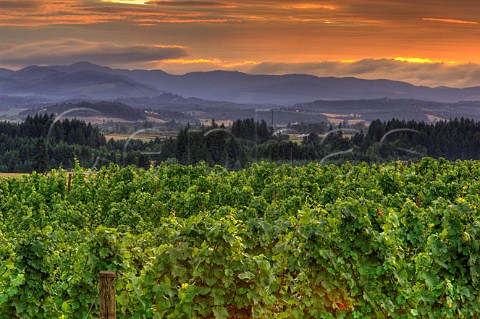 Sunset over vineyard of Anne Amie  Carlton Oregon USA  Willamette Valley