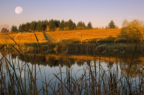 Reflection in pond at Ribbon Ridge vineyard of Aramenta Cellars Newberg Oregon USA  Willamette Valley