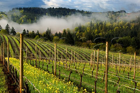Spring time mustard in Bella Vida vineyards with Maresh vineyards in the background  Dundee Oregon USA  Willamette Valley