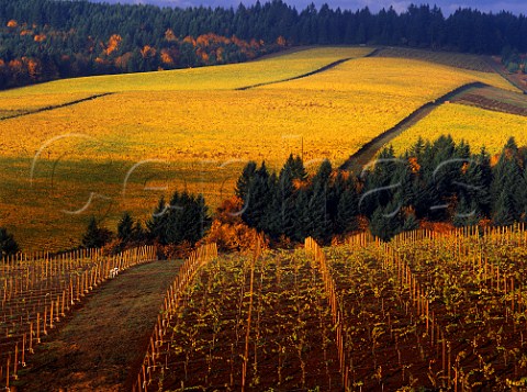 Fall colors of Knudsen vineyards Red Hills   Dundee Oregon USA  Willamette Valley