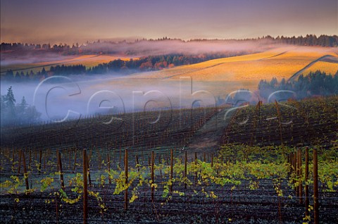 Early morning mist over Knudsen vineyard seen from Bella Vida vineyard in the Red Hills  Dundee Oregon USA  Willamette Valley
