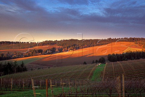 Sunrise on Knudsen vineyards Red Hills  Dundee Oregon USA  Willamette Valley