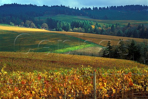 Autumn in Knudsen vineyards Red Hills  Dundee Oregon USA  Willamette Valley