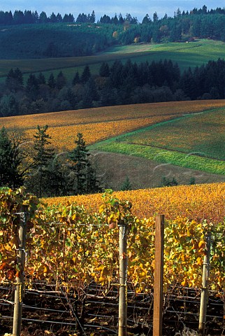 Autumn colours at Knudsen vineyards  Dundee Oregon USA  Willamette Valley