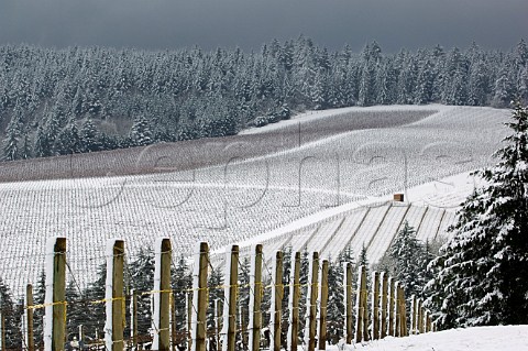Snow covering Pinot Noir vineyards of Bella Vida foreground and Knudsen Red Hills  Dundee Oregon USA  Willamette Valley