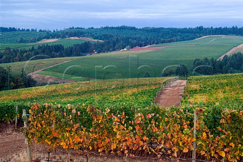 Erath Vineyards winery surrounded by Knudsen Vineyards viewed from Maresh Red Hills vineyard Near Dundee Yamhill Co Oregon Willamette Valley