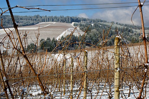 Snowcovered Knudsen vineyard seen from Bella Vida vineyards Red Hills Dundee Oregon USA  Willamette Valley