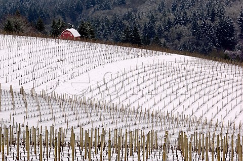 Snow covers Bella Vida vineyard with Maresh vineyard and its red barn beyond in the Dundee Red Hills near Dundee Oregon USA Willamette Valley