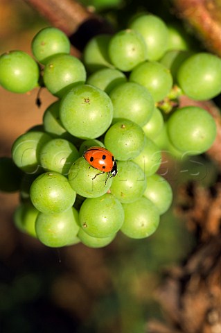 Ladybird on unripe Pinot Noir grapes Beran Winery vineyard Hillsboro Oregon USA  Willamette Valley