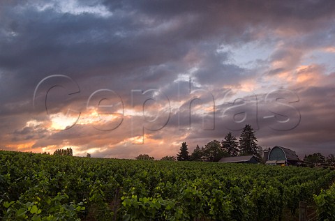 Dramatic clouds over Beran Winery barn and Pinot Noir vineyard  Hillsboro Oregon USA  Willamette Valley