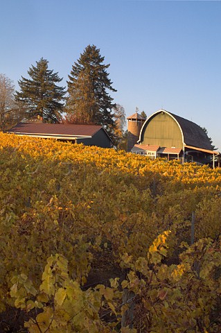 Autumn colours in Beran Pinot Noir Vineyard  Hillsboro Oregon USA  Willamette Valley