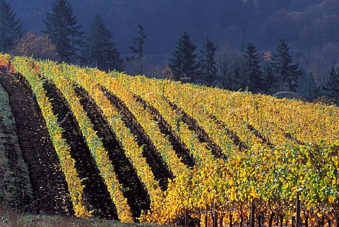 Vineyard of Bella Vida Red Hills  Dundee Oregon USA  Willamette Valley