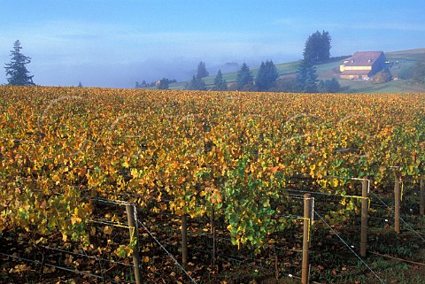 Autumn colours in vineyards of Domaine Drouhin with fog in diatance Dayton Oregon USA  Willamette Valley