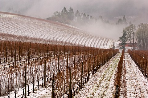 Snow covered Pinot Noir vineyard of Bella Vida Red Hills Dundee Oregon USA  Willamette Valley