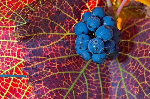 Autumn coloured Pinot Noir leaf and grapes in Maresh vineyard Red Hills  Dundee Oregon USA  Willamette Valley