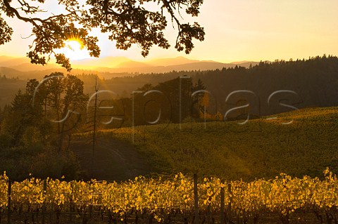 Sunset over La Boheme vineyard of Elk Cove  Gaston Oregon USA  Willamette Valley