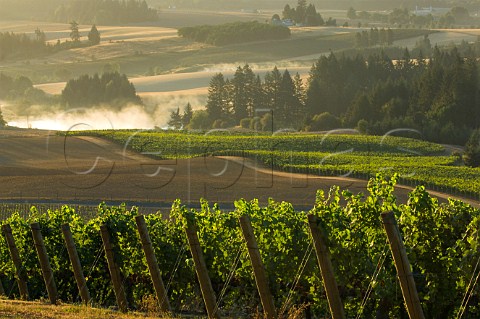 Morning mist lifting from Five Mountain Vineyard Elk Cove  Gaston Oregon USA  Willamette Valley