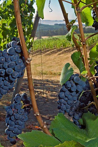 Pinot Noir grapes in Mount Richmond vineyard of Elk Cove  Yamhill Oregon USA  Willamette Valley