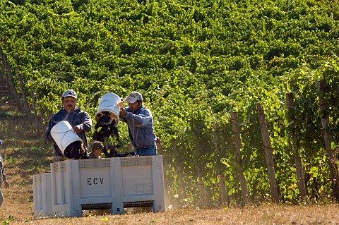 Pickers harvesting Pinot noir grapes in Five Mountain Vineyard of Elk Cove  Laurel Oregon USA  Willamette Valley