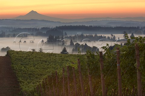 Dawn over Mt Hood and fog filled Willamette Valley seen from Five Mountain Vineyard of Elk Cove Hillsboro Oregon USA  Willamette Valley