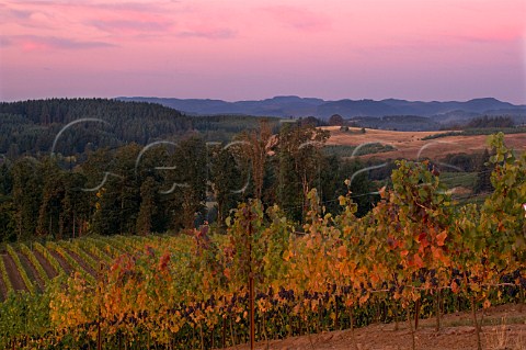 La Boheme vineyard of Elk Cove  Gaston Oregon USA  Willamette Valley