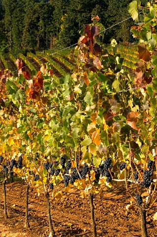 Pinot Noir vines in La Bhoeme Vineyard of Elk Cove  Gaston Oregon USA  Willamette Valley