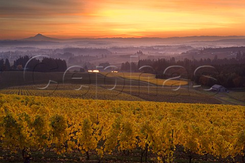 Sunrise over Five Mountain Vineyard of Elk Cove  Hillsboro Oregon USA  Willamette Valley