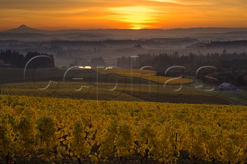 Sunrise over Five Mountain Vineyard of Elk Cove  Hillsboro Oregon USA  Willamette Valley