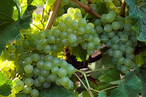 Bunches of Chardonnay grapes Knudsen vineyard  Dundee Oregon USA  Willamette Valley