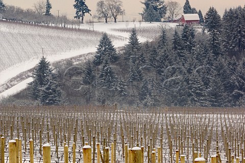 Snow covers Knudsen vineyard with Maresh vineyard and its red barn beyond in the Dundee Red Hills near Dundee Oregon USA Willamette Valley