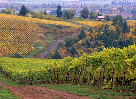 Knudsen vineyard with Maresh vineyard and its red barn beyond in the Dundee Red Hills near Dundee Oregon USA Willamette Valley