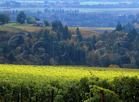 Knudsen vineyard with Maresh vineyard and its red barn beyond in the Dundee Red Hills near Dundee Oregon USA Willamette Valley