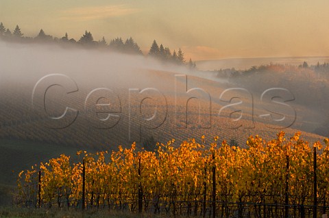 Morning mist over Le Pavillon towards Meyer Vineyard of Lemelson  Dundee Oregon USA  Willamette Valley