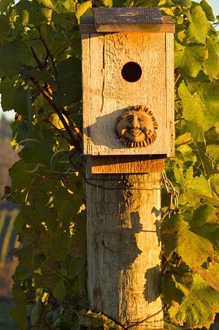 Bird house in Maresh vineyard Red Hills Dundee Oregon USA  Willamette Valley