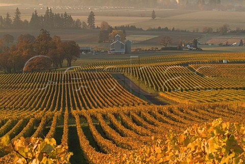Autumn colours in vineyards at Stoler  Dundee Oregon USA  Willamette Valley