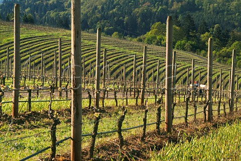 Pinot Noir vineyard of the Bella Vida Vineyards  Dundee Oregon USA  Willamette Valley