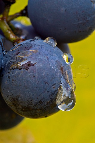 Dew drops on Pinot Noir grapes in vineyard of Stoller  Oregon USA  Willamette Valley