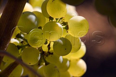 Bunch of Pinot Blanc grapes in Adelsheim vineyard  Newberg Oregon USA  Willamette Valley
