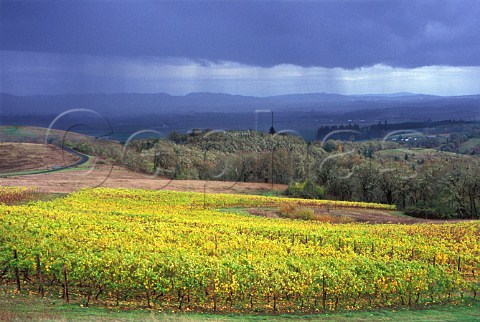 Autumnal vineyard at Youngberg Hill Vineyards  McMinnville Oregon USA  Willamette Valley