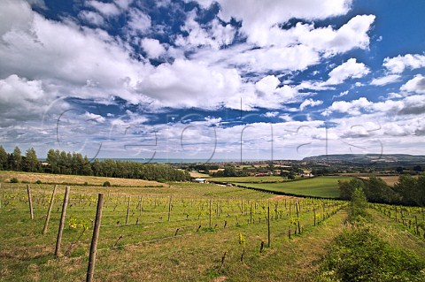 Adgestone Vineyard with the English Channel in the distance  Sandown Isle of Wight England