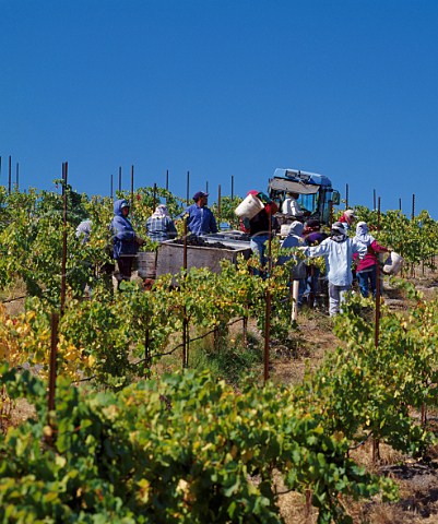 Harvesting Pinot Noir grapes in La Rinconada vineyard of Sanford   Buellton Santa Barbara Co California    Santa Rita Hills AVA  Santa Ynez Valley AVA