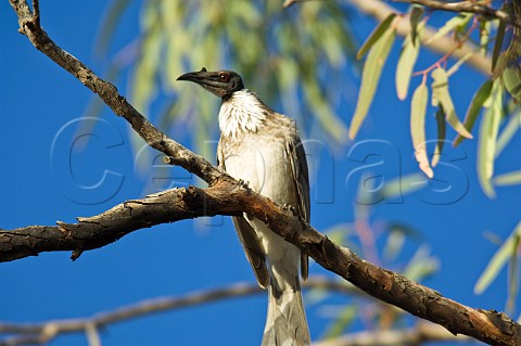 Noisy Friarbird Ourimpere Waterhole Currawinya National Park Queensland Australia