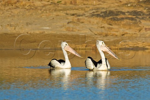 Australian Pelicans Diamantina River Birdsville Queensland Australia
