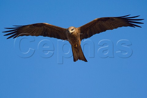 Black Kite in flight Diamantina River Birdsville Queensland Australia
